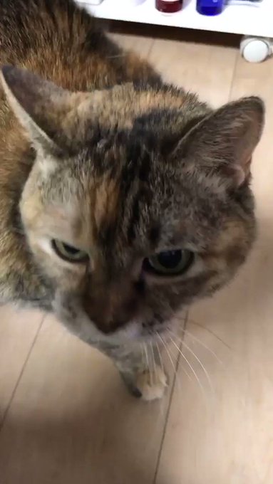 マツコの知らない世界 の評価や評判 感想など みんなの反応を1時間ごとにまとめて紹介 ついラン