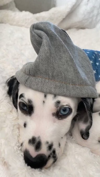 I’m such a dog mom ! And i love it ! https://t.co/hkcyJJEMNd
