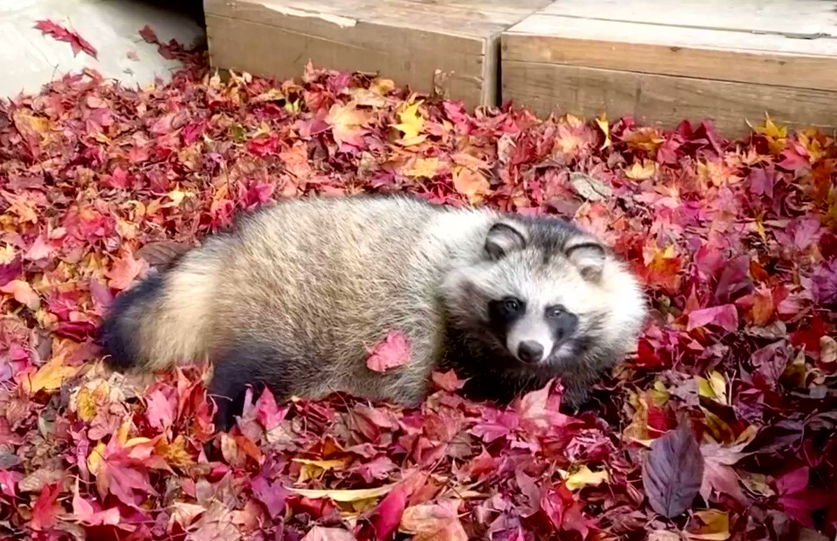 たぬのモフみと共にあらんことを 紅葉を楽しむおびひろ動物園のエゾタヌキさんがかわいい ぽふん Togetter たぬのモフみと共にあらんことを 紅葉を楽しむおびひろ動物園のエゾタヌキさんがかわいい ぽふん Togetter