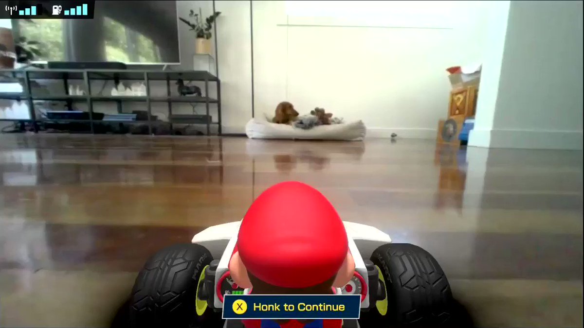 Как домашние животные реагируют на Mario Kart
