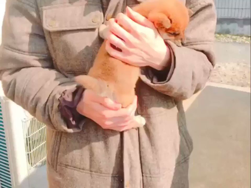 柴犬りんご郎 話題の画像がわかるサイト ページ 2