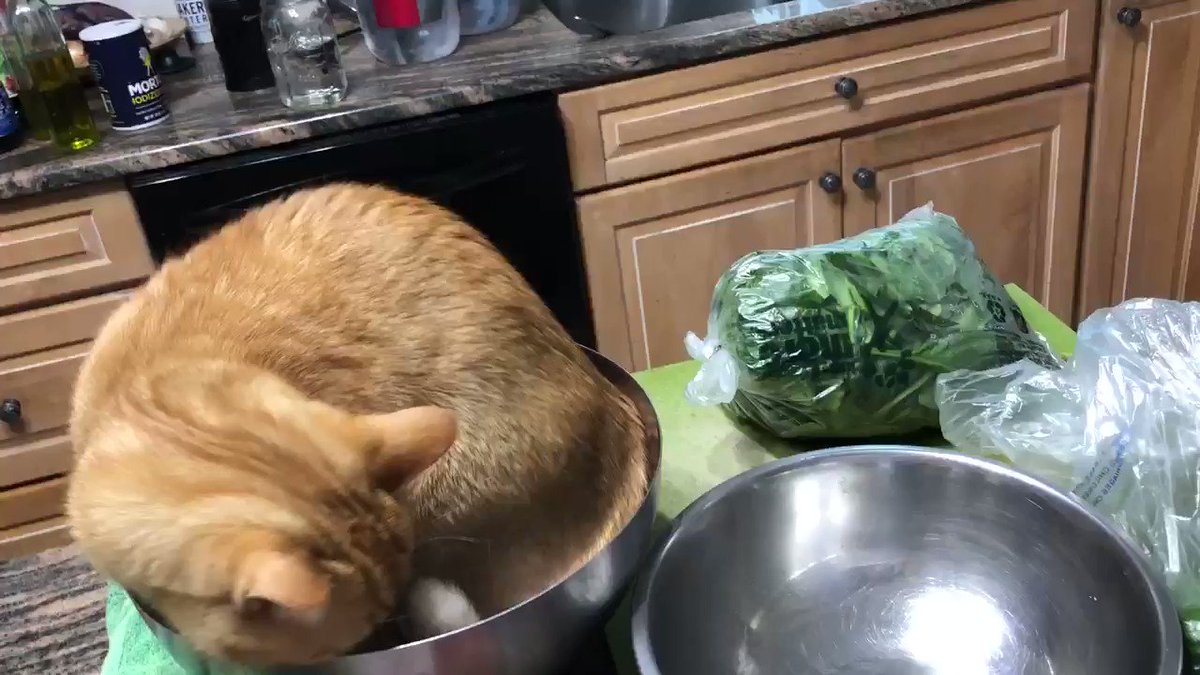 Karoun Demirjian (@karoun) on Twitter photo 16/10/2020 21:14:30 I was going to make a salad. 🥗 🐱 I was going to make a salad. 🥗 🐱