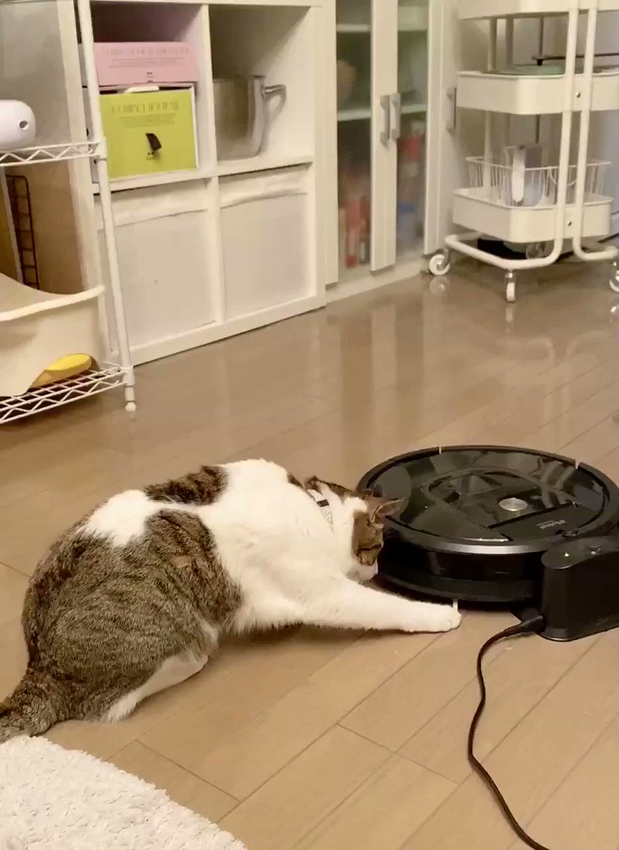 動くルンバに驚く猫の映像！リアクションが華麗で機敏すぎるｗｗ