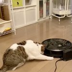 動くルンバに驚く猫の映像!リアクションが華麗で機敏すぎるw