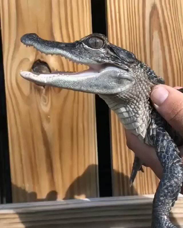 なでなでされるとみんな嬉しいｗｗｗワニだって心地よさにうっとりｗｗｗ