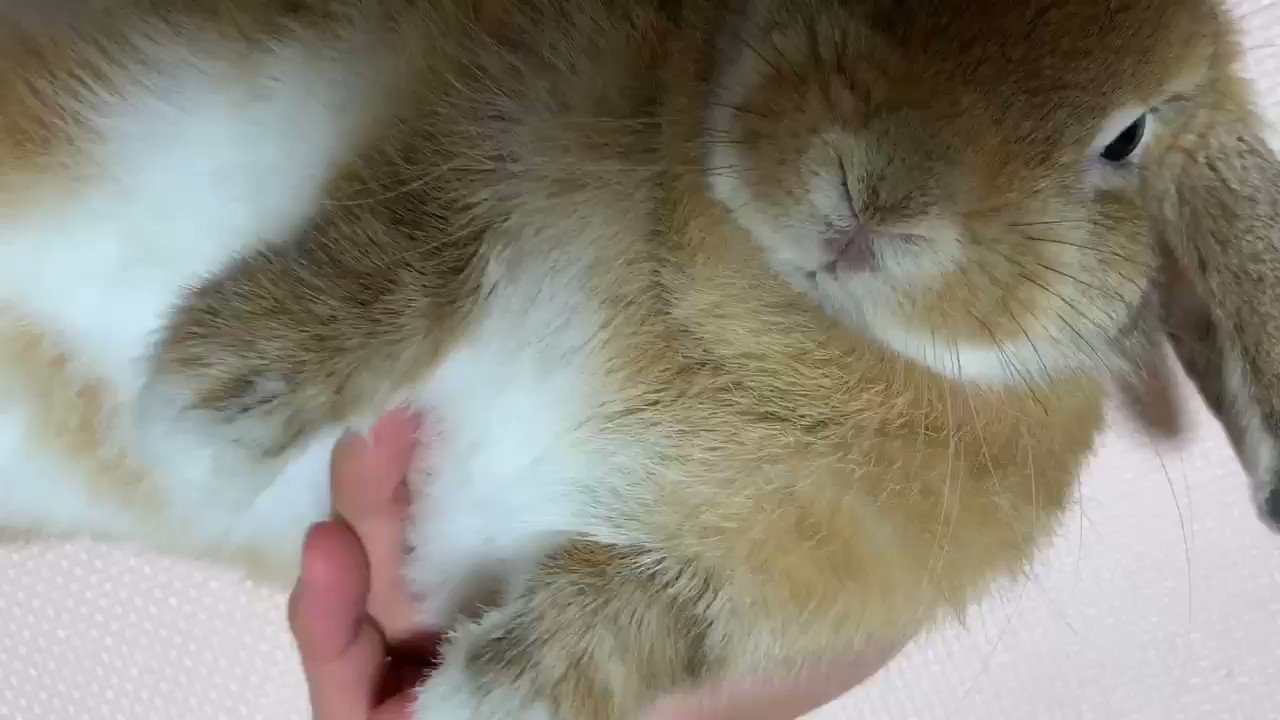 うさぎのみかん Gau9c1qs0khu1jb Twitter