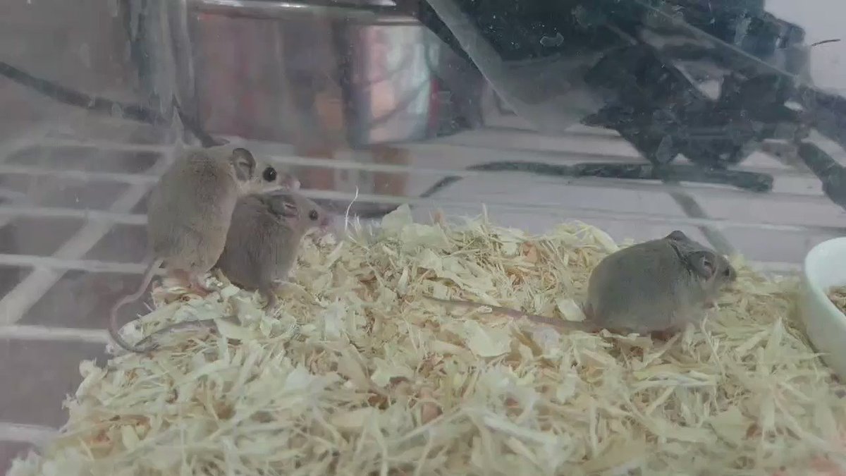 アフリカチビネズミ