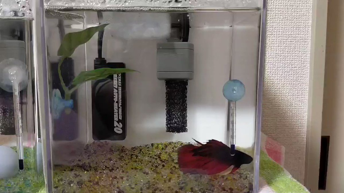 白鳥愛子 熱帯魚ベタ飼育 超小さい鉢で良くない と最初は思ったが やはりベタ飼育初心者は最低5l水槽にした方が良いと感じた 理由 小さい容器は毎日水換えが必要で面倒 水が汚くなるとすぐ病気になる 初心者の時はベタの少しの異変で毎回パニック 白鳥愛子 熱帯魚ベタ飼育 超小さい鉢で良くない と最初は思ったが やはりベタ飼育初心者は最低5l水槽にした方が良いと感じた 理由 小さい容器は毎日水換えが必要で面倒 水が汚くなるとすぐ病気になる 初心者の時はベタの少しの異変で毎回パニック