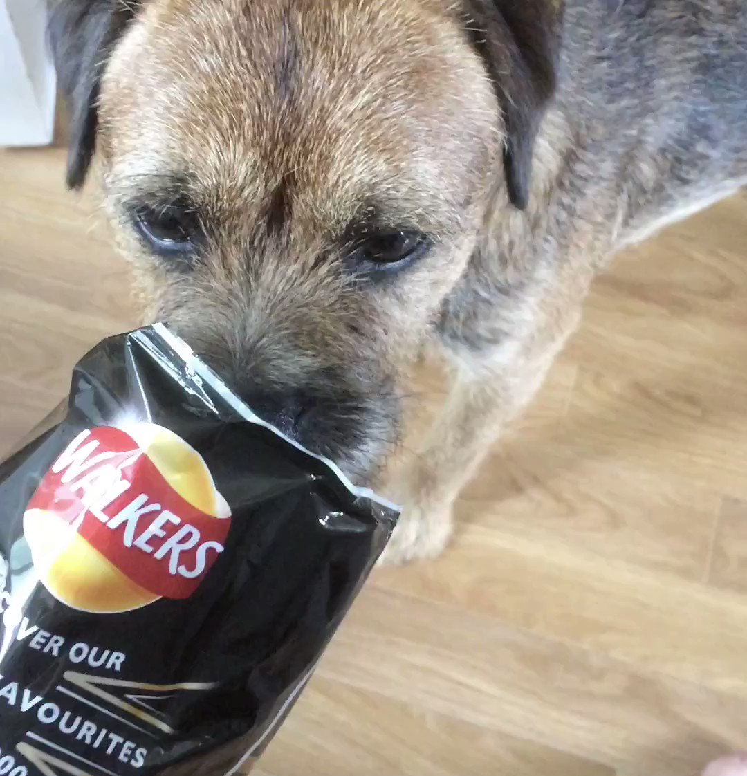 Hello happy #peakoftheweek Which side are you on? #Humpday #MarmiteLover #Love #Hate #Marmite #ThrowbackThursday #BorderTerrier #dogsoftwitter https://t.co/tq8sO4tyfj