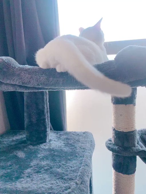 Popüler tweetu0027lerCHAPI 🐳 ちゃぴだよ - 1 - whotwi grafiksel 