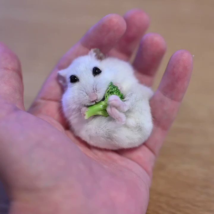 ずっと見ていられる 可愛いがすぎる ブロッコリーを手と足で包みながら食べるハムスターが愛おしい Togetter ずっと見ていられる 可愛いがすぎる ブロッコリーを手と足で包みながら食べるハムスターが愛おしい Togetter