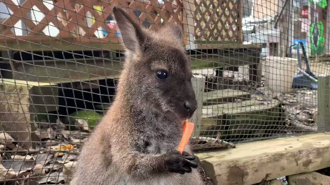 にんじんもぐもぐワラビーさん。そこに近寄るマーラの黒い影…のサムネイル画像