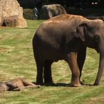 微笑ましい光景!爆睡した赤ちゃんゾウを飼育員さんに起こしてもらうお母さんゾウ