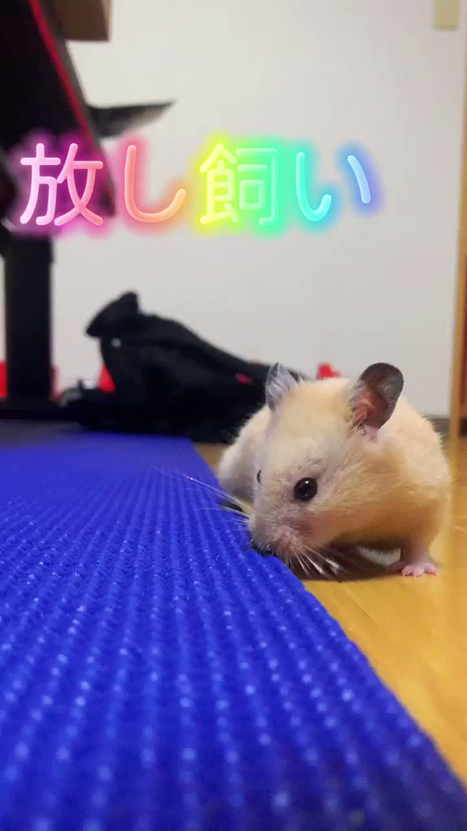 スンチャンハムスター様 天使様（スタア ハムスタアch） (@star_hamster_ch) / X