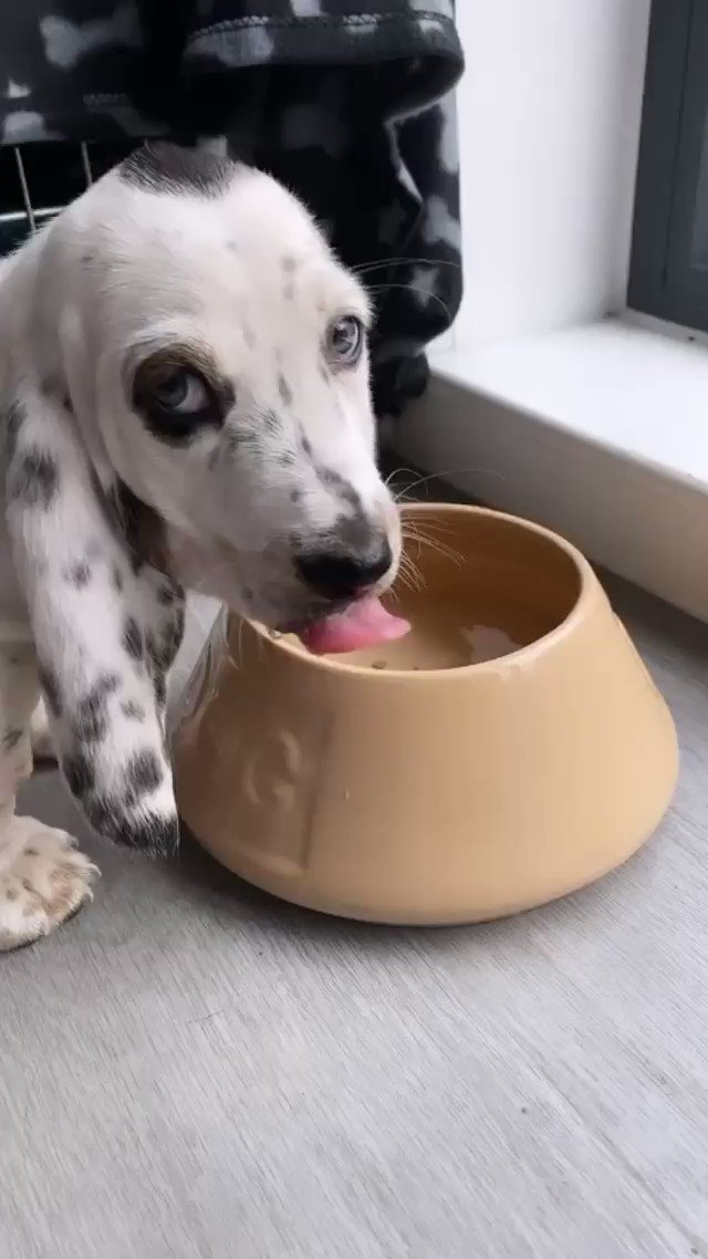 @dog_rates's photo on Russ
