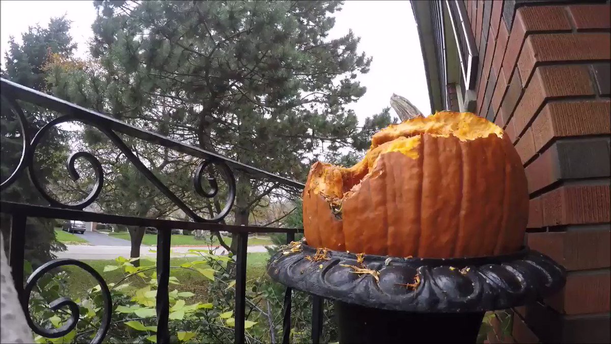 ハロウィン限定の光景 野生のリスがカボチャを大量に食べ 肥満のリスが見られるw 話題の画像プラス