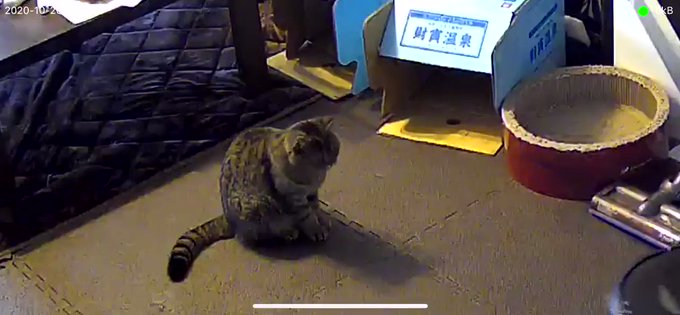 人類に助けを求めるルンバ。その原因は…猫！のサムネイル画像