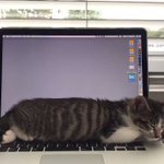 これぞまさにスリープ機能!？猫の呼吸に合わせて、パソコンの画面が切り替わる!
