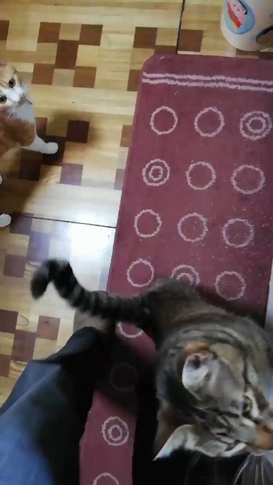 暗黒猫さん の最近のツイート - 35 - whotwi グラフィカルTwitter分析