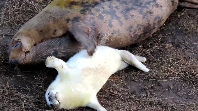 ママに背中を掻いてもらう赤ちゃんアザラシの鳴き声、聞いたことある？のサムネイル画像