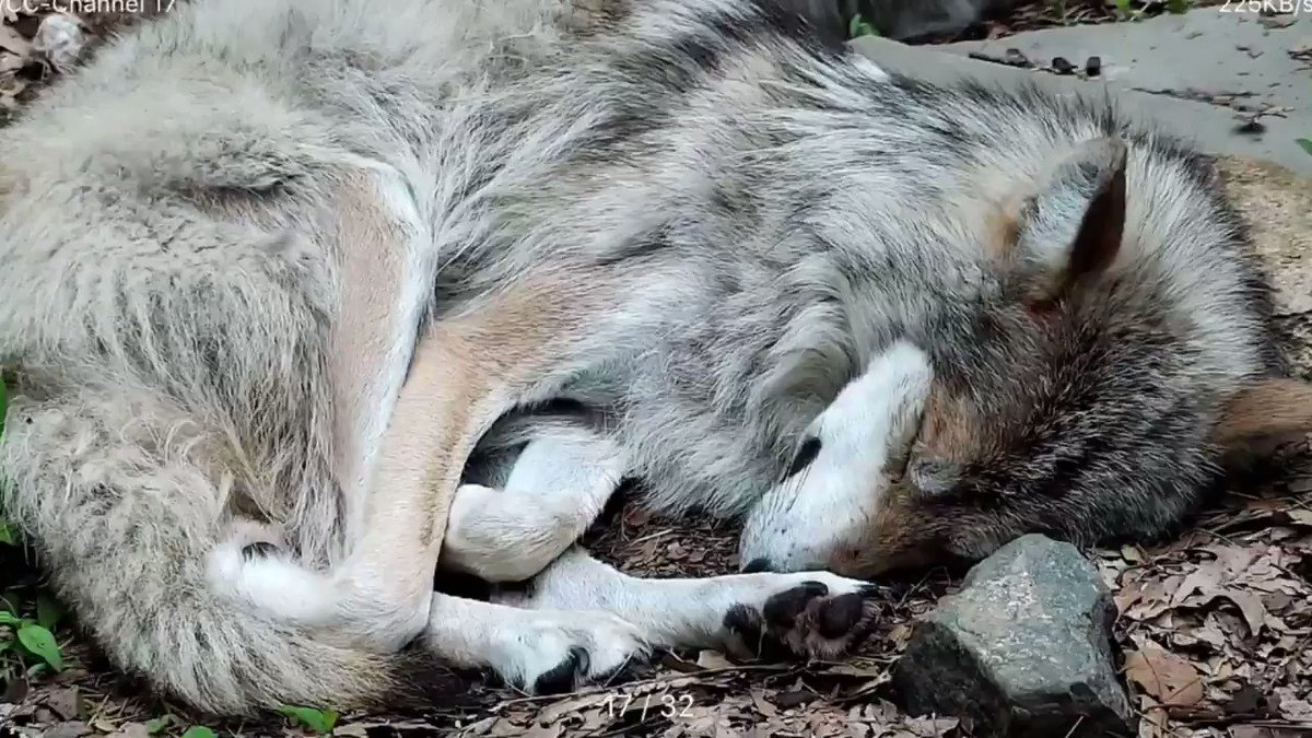 Wolf Conservation Center (@nywolforg) on Twitter photo 2020-10-29 02:58:13 Goodnight 🌔 Goodnight 🌔
