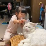 脳内に語りかけている子供？お猫様の表情にご注目!w