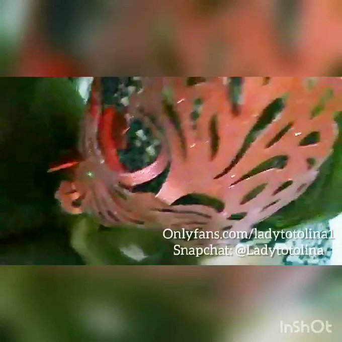 I love sucking and most especially GAGGING on a thick, beefy dick. Yum yum! #Bitsika #onlyfans #Snapchat<a href="/tag/snapchat"class="tags"><span>#snapchat</span></a><a href="/tag/onlyfans"class="tags"><span>#onlyfans</span></a><a href="/tag/bitsika"class="tags"><span>#bitsika</span></a>