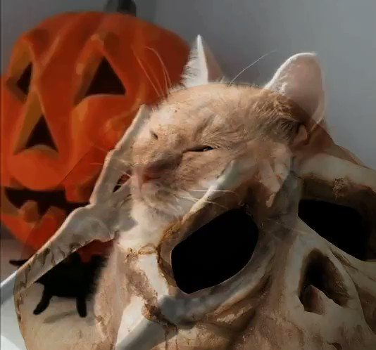 HAPPEY HALLOWEEN - https://t.co/Qtp3PuUDXE ADMIN