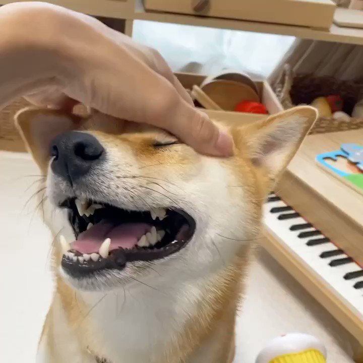柴犬りんご郎 話題の画像がわかるサイト ページ 2 柴犬りんご郎 話題の画像がわかるサイト ページ 2