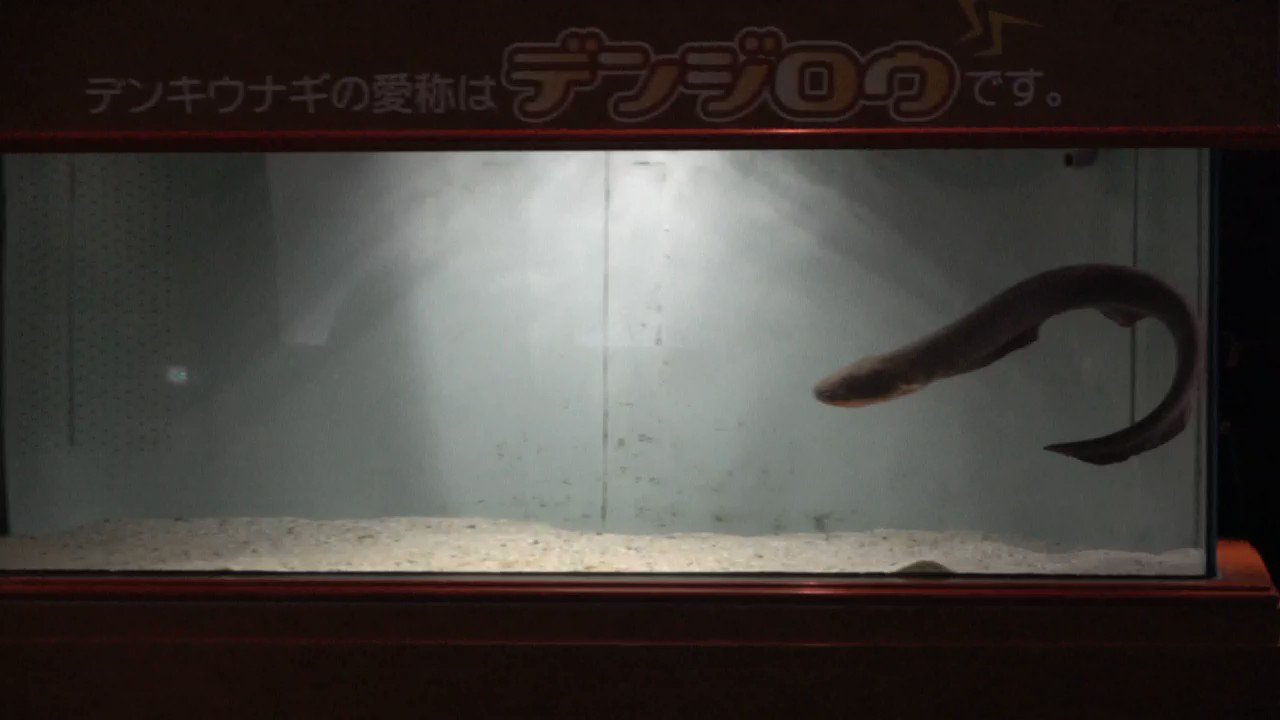 Radio Aquarium 明日は いおワールドかごしま水族館 の デンキウナギ の飼育員さん にお話を伺います デンキウナギはどんなときに電気を発生させる ちょっと怖い餌の食べ方とは かごしま水族館から プレゼント もありますのでお楽しみに