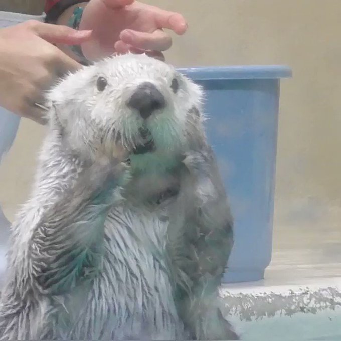 鳥羽水族館のラッコのメイさん、飼育員さんにもふもふされてご満悦のサムネイル画像