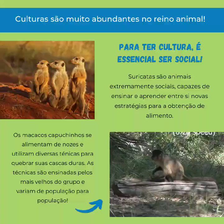 Técnicas que utilizam animais!