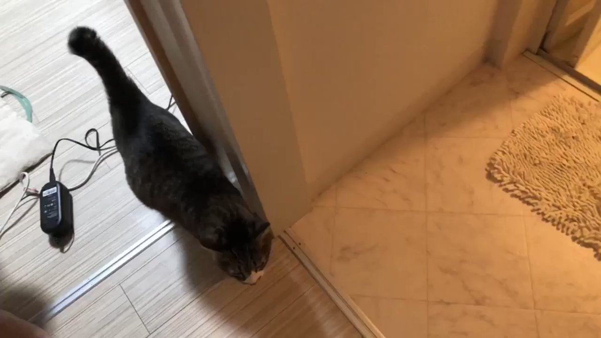 猫さん にゃ 大声 ぱぷ 一同 ぱぷ 言いたいことはよくわからないがかわいい動画 Togetter 猫さん にゃ 大声 ぱぷ 一同 ぱぷ 言いたいことはよくわからないがかわいい動画 Togetter