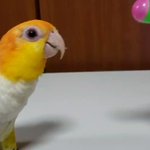 壊れたおもちゃのように首が敏速に動く!インコ