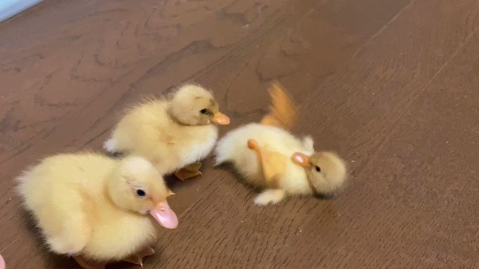 まるで駄々っ子？「買って買って～！」状態のアヒルの赤ちゃんのサムネイル画像