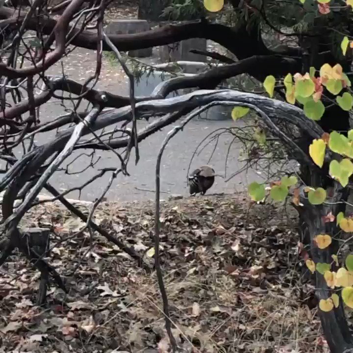 You think you’re safe. You think there is no danger. You slip into a false sense of security. You never suspect what comes running at you from around the corner. #ConstantVigilance
📷 Mountain Quail vs. California Ground Squirrel https://t.co/8N12clxXG4