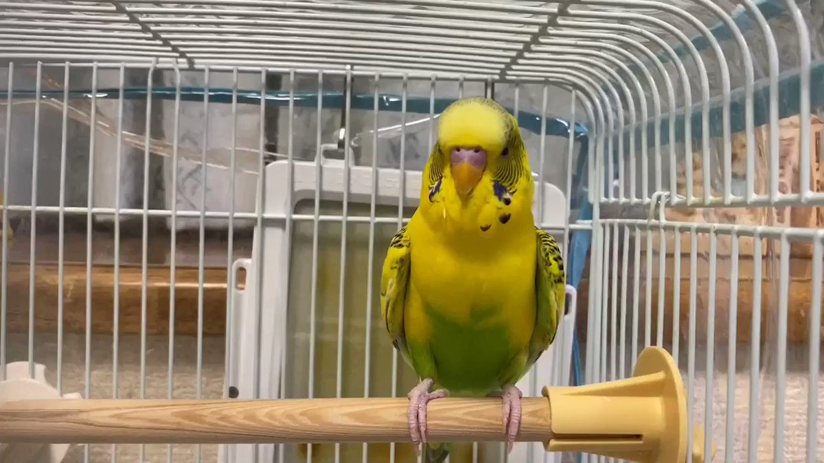 インコのキー太 やったー 大山選手最高の一発 阪神タイガース 阪神ファンと繋がりたい 大山悠輔 セキセイインコ セキセイインコおしゃべり 関西弁インコ インコのキー太 やったー 大山選手最高の一発 阪神タイガース 阪神ファンと繋がりたい 大山悠輔 セキセイインコ セキセイインコおしゃべり 関西弁インコ