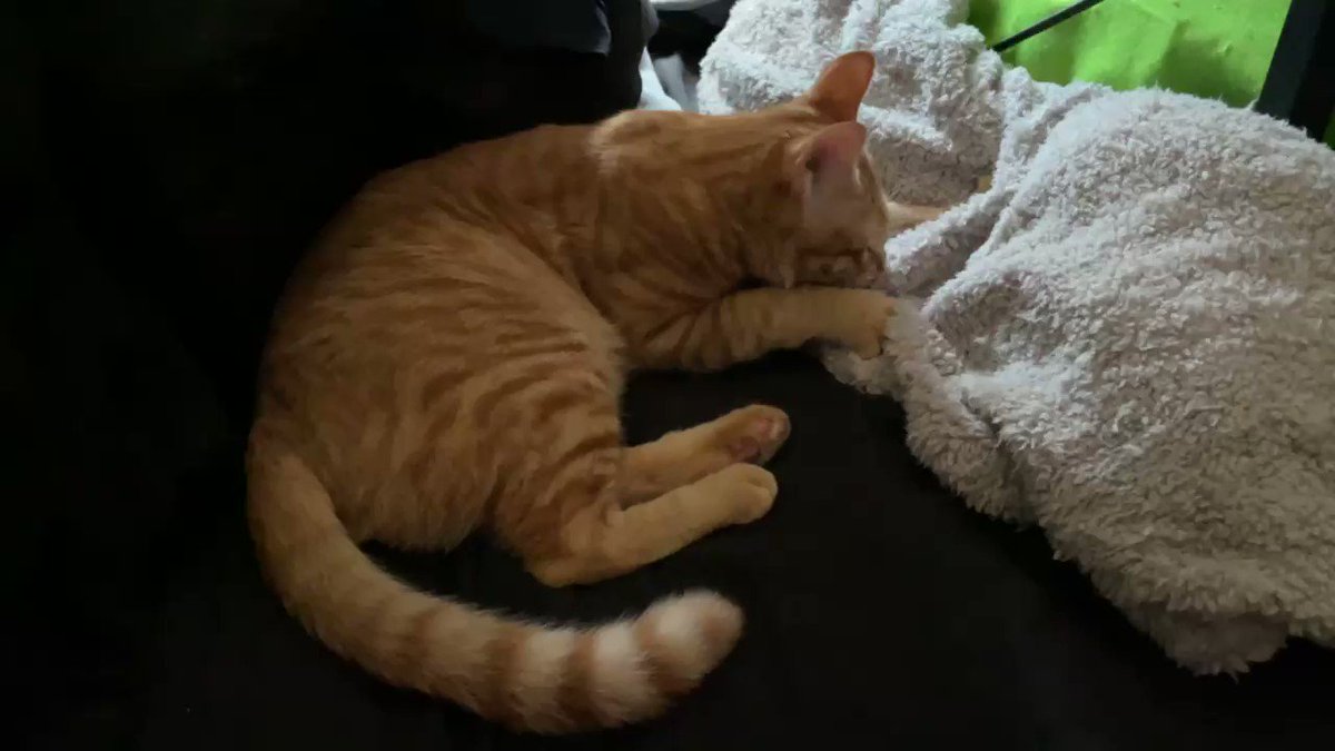かわいいまめ ふみふみするまめです ふみふみですね 猫 Cat 子猫 保護猫 茶トラ 生後6ヶ月 かわいいまめ ふみふみするまめです ふみふみですね 猫 Cat 子猫 保護猫 茶トラ 生後6ヶ月