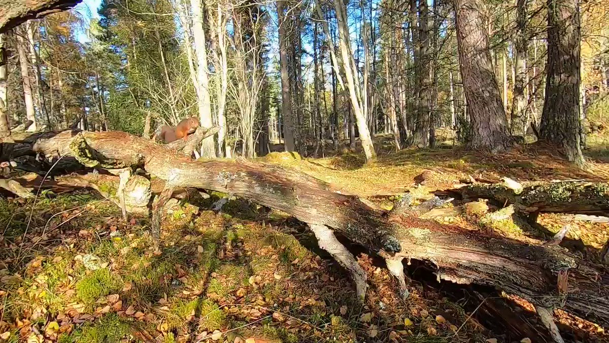Lisa@Lethen (@lisawood81) on Twitter photo 2020-11-05 08:50:29 Red Squirrel scenting a log, they look cute when they do this πΏοΈπ Lethen, Scotland. @ScotSquirrels @BBCSpringwatch @brsquirrel #ThursdayMotivation Red Squirrel scenting a log, they look cute when they do this πΏοΈπ Lethen, Scotland. @ScotSquirrels @BBCSpringwatch @brsquirrel #ThursdayMotivation