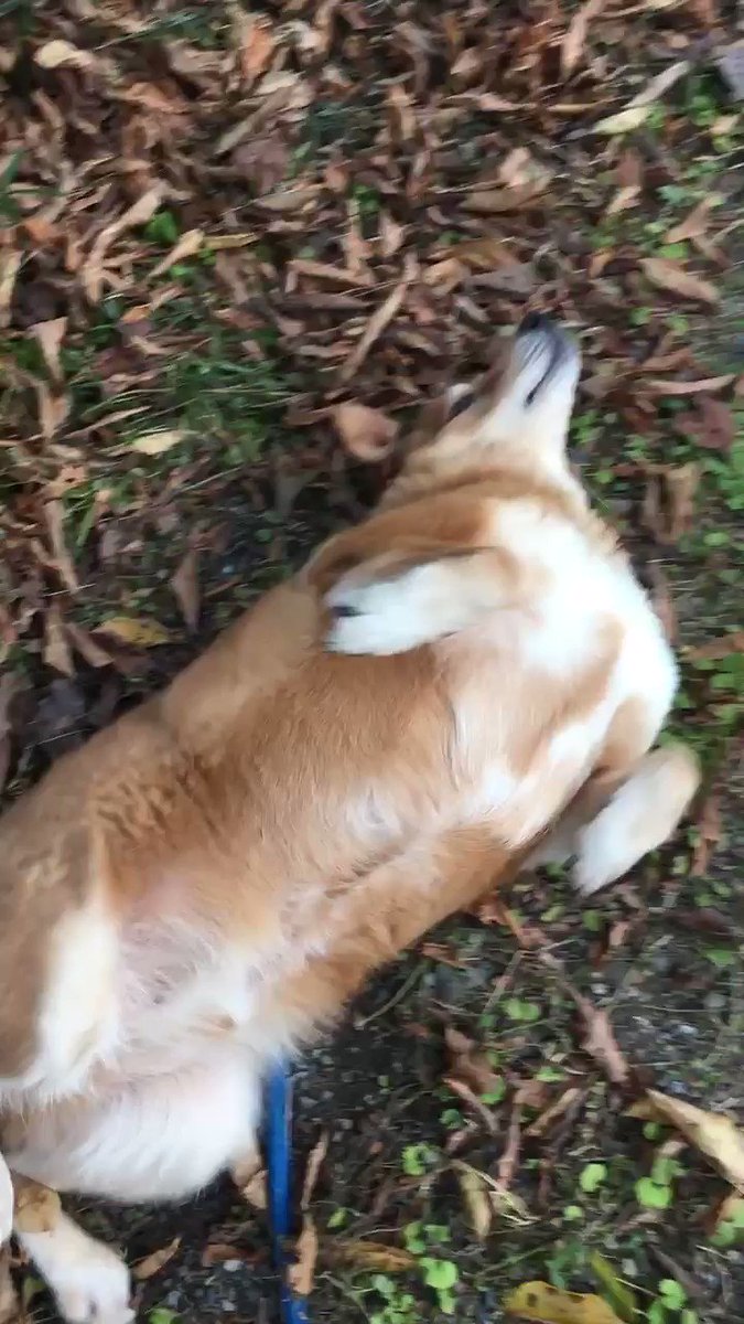 山本二三 絵映舎 犬にとってはミミズのにおいが香水のように魅力的で 体ににおいをつけようと擦り付けるらしいですね ちょっと想像もつきませんが うちの太郎