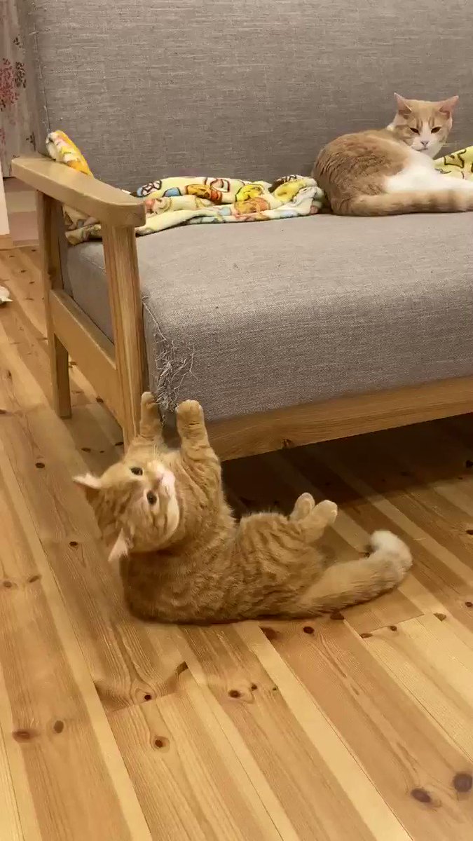 爪研ぎがヘタすぎる猫さんのサムネイル画像