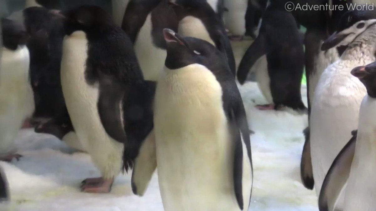 うとうとするアデリーペンギンがかわいい 授業中のワイ 無限に見れる Togetter