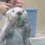 ラッコは害獣 保護条約で駆除できない漁師さんの悲痛な叫び 話題の画像プラス