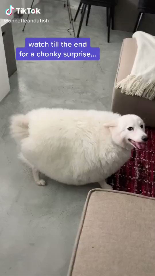 とんでもないデブ犬？その正体は…のサムネイル画像