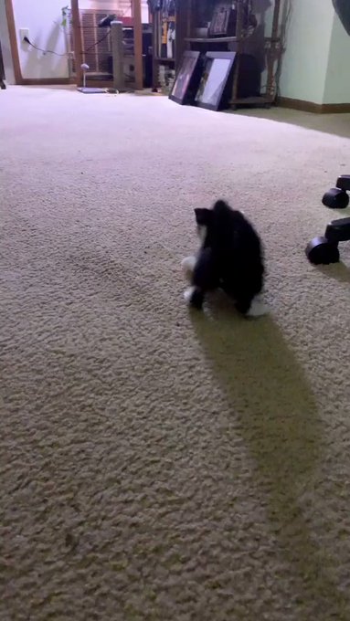 I&rsquo;m going to abandon all sex and relationships and just chill with my cat for the next 10 years https://t