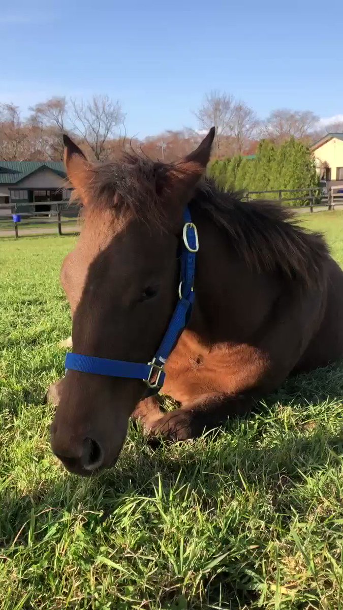 主に競走馬 馬術 Min T ミント