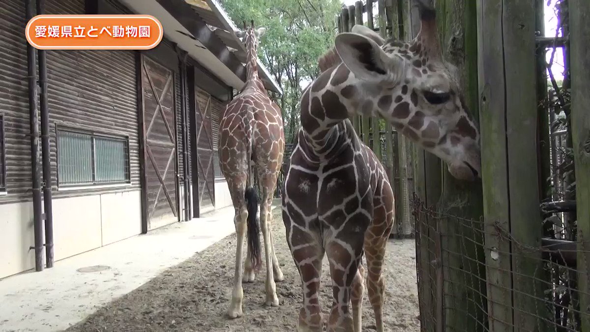 愛媛県立とべ動物園 公式 ダーウィンが来た みんなのどうぶつえんすいぞくかん で 当園の キリンの赤ちゃん リュウト の動画が更新されました ぜひご覧下さい とべ動物園 アメリカストリート サバンナ キリン ダーウィンが来た 愛媛県立とべ動物園 公式 ダーウィンが来た みんなのどうぶつえんすいぞくかん で 当園の キリンの赤ちゃん リュウト の動画が更新されました ぜひご覧下さい とべ動物園 アメリカストリート サバンナ キリン ダーウィンが来た
