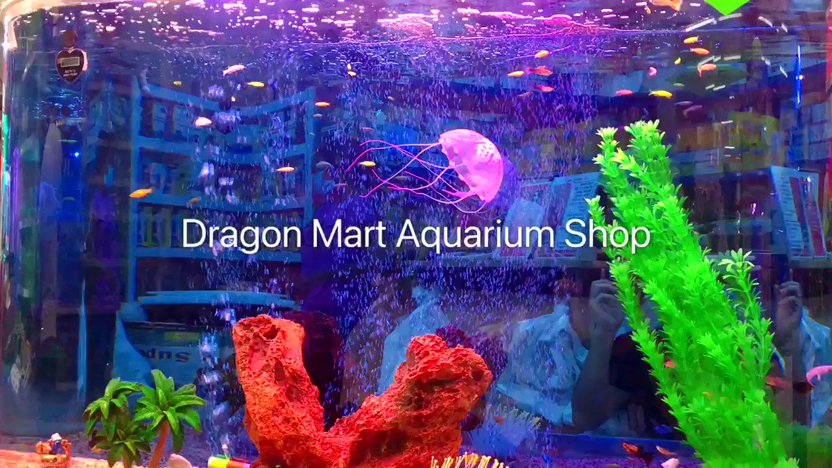 PetShopDragonMa s video Tweet