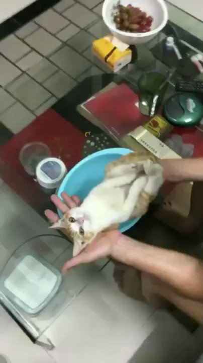 海外の動画 赤ちゃんの入浴方法を教えるおじいちゃん 赤ちゃん役の猫さんがされるがままになっていてとても良い 助手が優秀すぎる Togetter