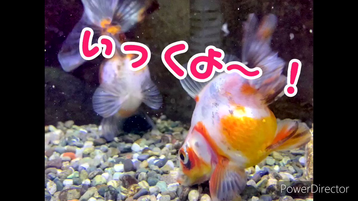 彪 ァャ V Twitter 砂利つつく ふた り い つのとき も とっなーりどおし あったっちーと キャリ子錯乱坊 もーいっかい 以下エンドレス T Co Glayx58fzh 彪 ァャ V Twitter 砂利つつく ふた り い つのとき も とっなーりどおし あったっちーと キャリ子錯乱坊 もーいっかい 以下エンドレス T Co Glayx58fzh